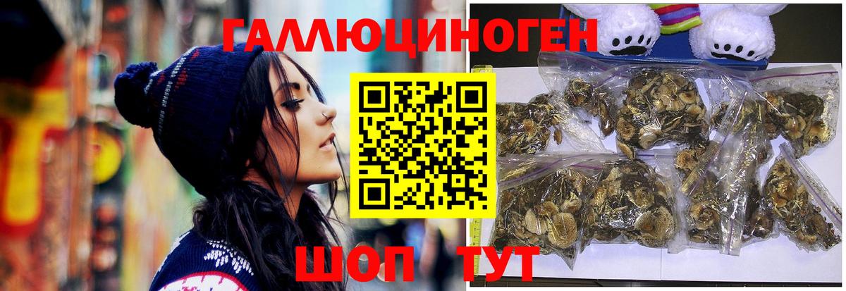 Галлюциногенные грибы Psilocybe Березники